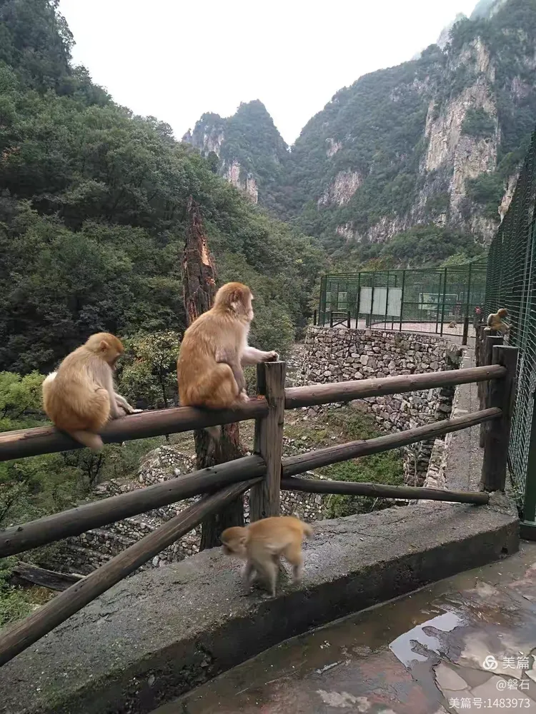 山西晋城莽河国家自然保护区猴山